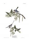 Blue-gray Gnatcatcher